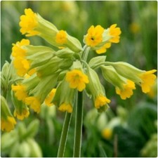 Royal Cowslip Primula Veris X 12 Plug Plants for Potting on