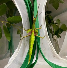 Diapherodes hennemanni eggs x30 - Phasmatodea - stick insect