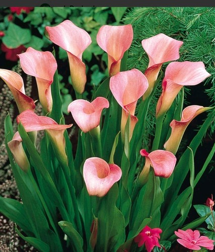 Pink calla lilly - x,