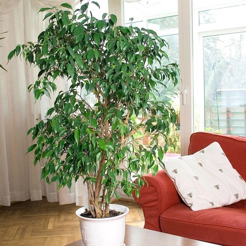 Large tall exotic tree - ft,
