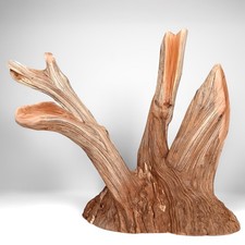 17.5" Manzanita Driftwood