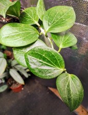 Hoya Nicholsoniae/ New Guinea Ghost/ Hellwigiana RARE Fully Established Plant