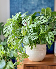 Monstera Adansonii Swiss