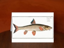 Barbel (Cyprinus Barbus) by