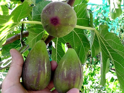 Fig tree from cyprus - fig,