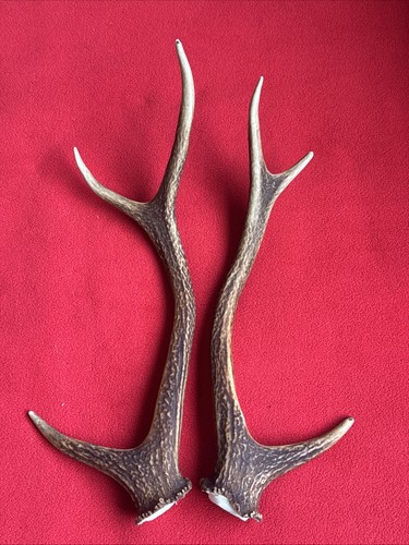 Pair sika deer antlers - of,