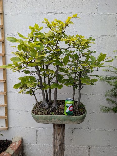 Bonsai tree - bonsai,