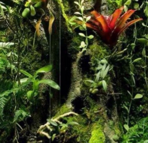 Terrarium vivarium decor kit - vivarium,