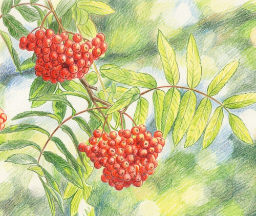 Rowan tree sorbus mountain - rowan, sorbus,