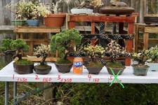 Itoigawa Shimpaku Juniper and