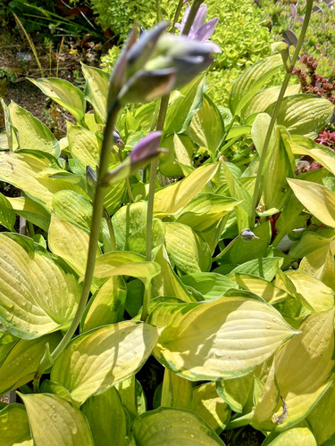 Hosta gold standard - hosta,