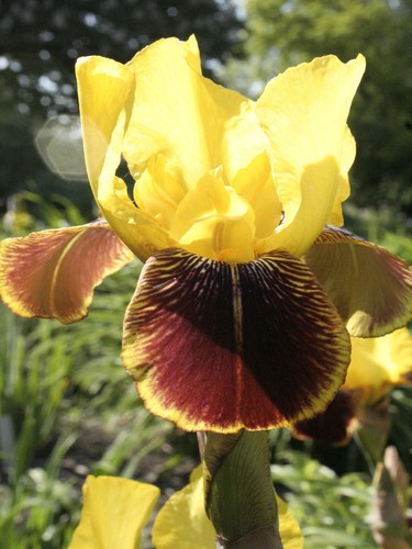 Pot iris germanica rajah - iris,
