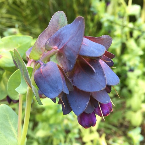 Cerinthe major purpurencens - major,