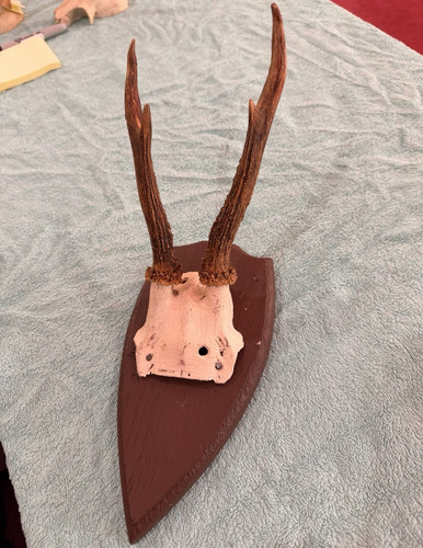 Roe deer antlers - deer,