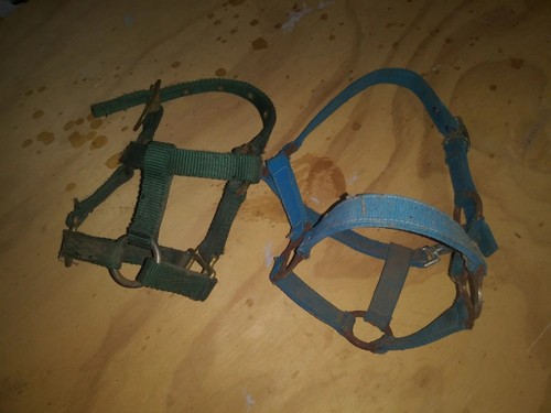 Equestrian small halters - equestrian,