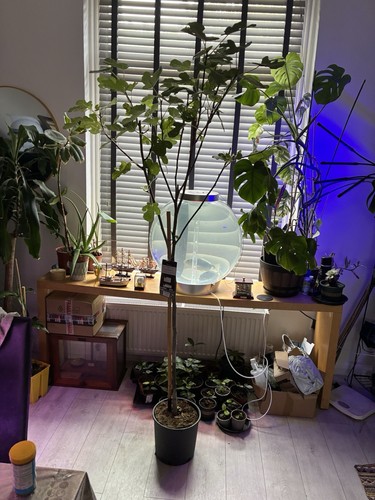 Brown turkey fig ficus - brown,