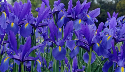 Blue dutch iris bulbs - blue,