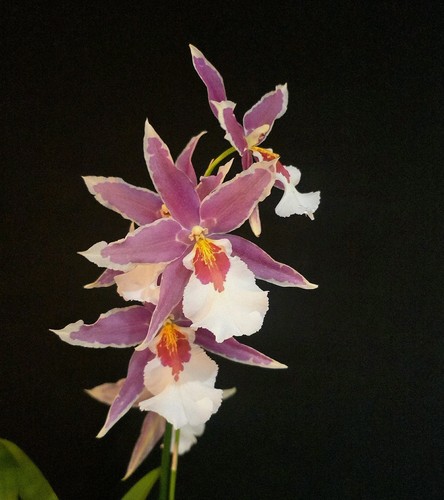 Oncidium aliceara large - oncidium-, aliceara.