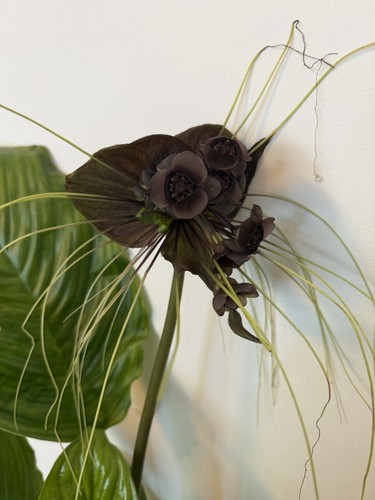 Large rare bat flower - large, plant