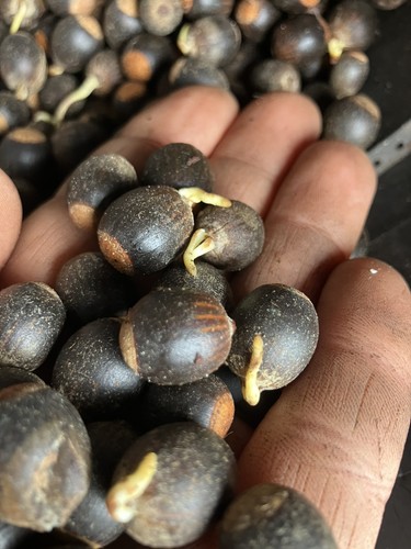Blackjack oak acorns - blackjack,