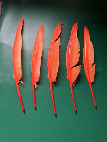 Feather quill pens biro - feather,