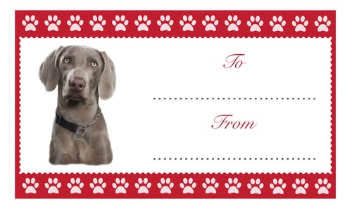 Weimaraner dog christmas - dog,