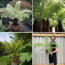 Dicksonia Antarctica Tree Fern Plant Evergreen Tasmanian Garden Shrub 2L Pot