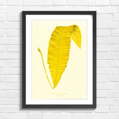 Vintage botanical fern leaf - fern,