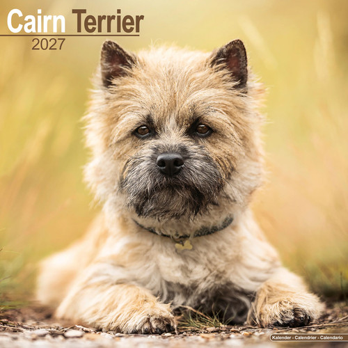 Cairn terrier 2027 calendar - cairn,