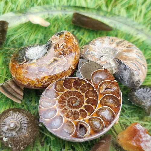 Fossil gift set ammonites - fossil,