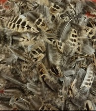 100 Natural Mixed Hen Wings