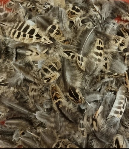 100 natural mixed hen - , plumage