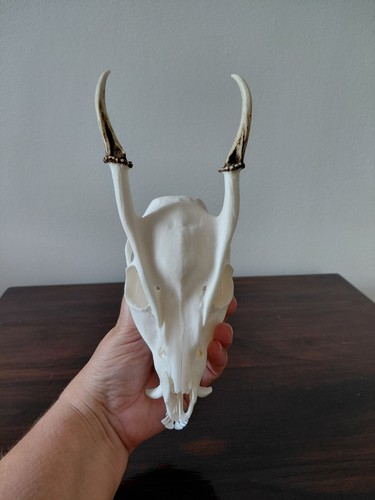 Muntjac buck deer skull - muntjac,
