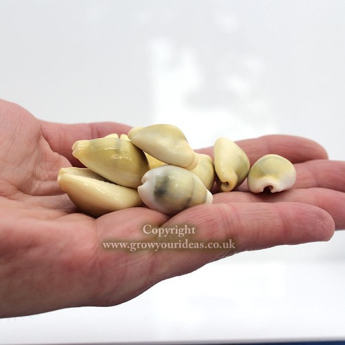 Money cowrie cypraea - 25,