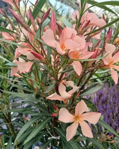 Oleander 4 - oleander),