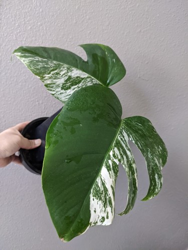 Monstera albo deliciosa base - monstera,