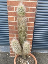 Large oreocereus celsianus - large,