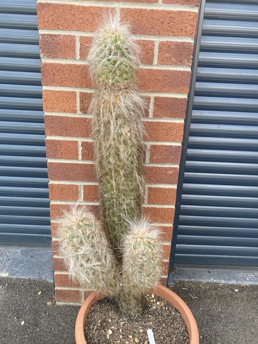 Large oreocereus celsianus - large,