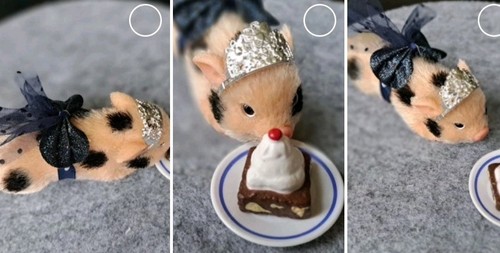 Micro piglet pet - micro, mini