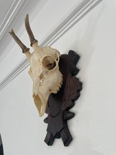 Antlers on top half of skull Roe Deer mounted B41 Real Taxidermy interior