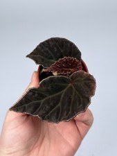 NEW! HYBRID! Begonia