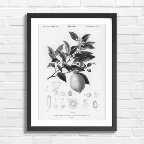 Vintage lemon botanical - vintage,