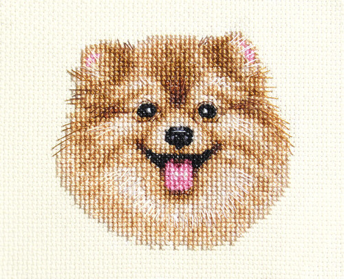 Pomeranian dog puppy full - puppy,