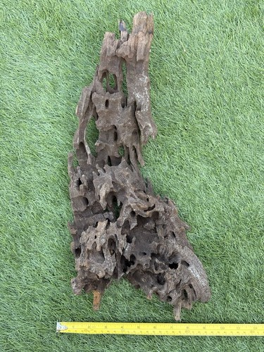Large natural dragon wood - large,
