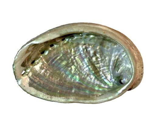 Abalone shell natural - abalone,