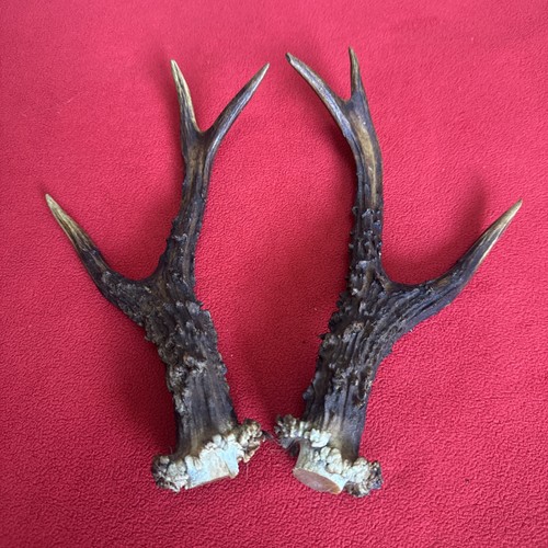 Pair roe deer antlers - roe,
