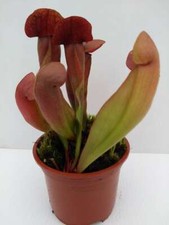 SARRACENIA 'JEDI' hybrid