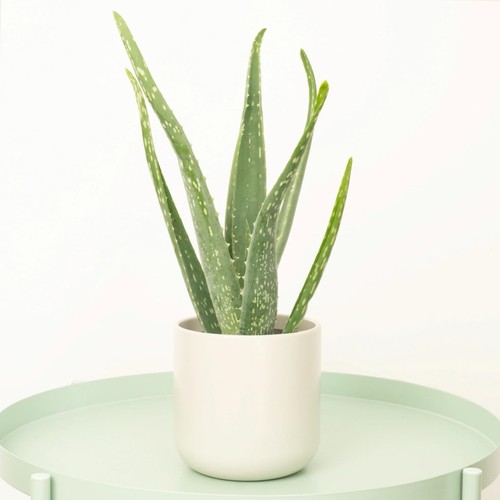 Aloe vera 35cm potted - vera, 25-35cm
