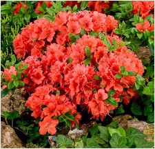 [x2] Dwarf Japanese Azalea