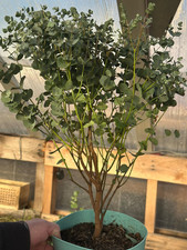 Eucalyptus gunnii ‘Azure